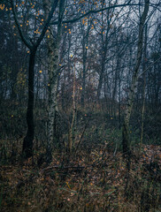 Autumn woods