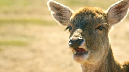 Deer fawn looking very amazed and surprised at copy space