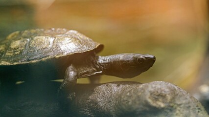 Obraz premium Reeve's turtle walking on a rock in natural habitat