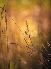 Nature beauty