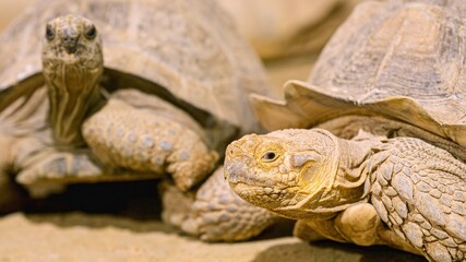 Two african spurred tortoises crawling on sand in close up