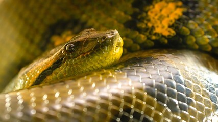 Green anaconda snake resting on its coils in the jungle