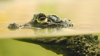 Crocodile swimming in water, close up of eye and snout