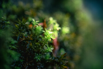 Morning nature in sunlight and dew