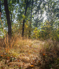 Autumn woods