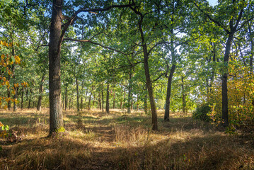 Obraz premium Autumn woods