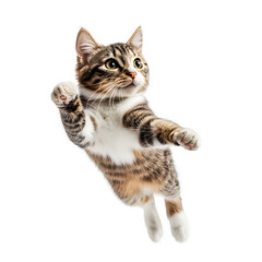 Obraz premium the American shorthair tabby breed cat jumping. white background