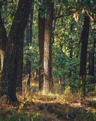 Autumn woods