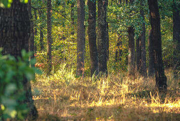 Autumn woods