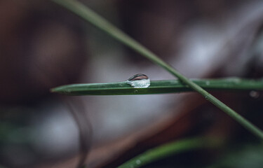 Morning nature in sunlight and dew
