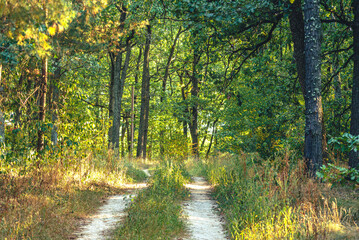 Autumn woods