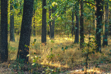 Autumn woods