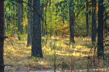 Autumn woods