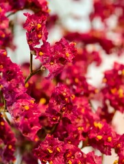 Pink red Flowers in Bloom