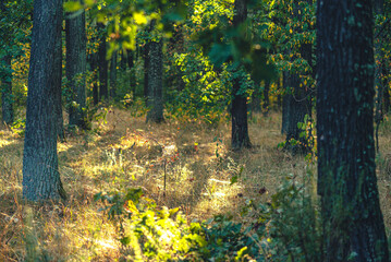 Autumn woods