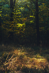 Autumn woods