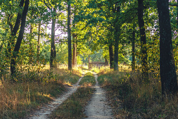 Obraz premium Autumn woods