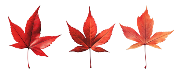 Set of red maple leaf with veins visible isolated on transparent background, cut out