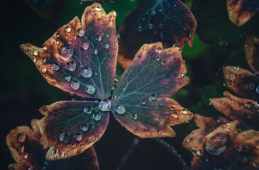 Morning nature in sunlight and dew
