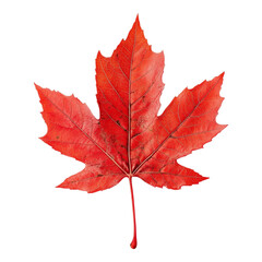 Obraz premium red maple leaf with veins visible isolated on transparent background, cut out