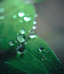 Morning nature in sunlight and dew