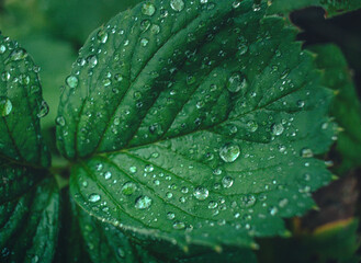 Morning nature in sunlight and dew