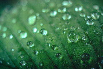 Morning nature in sunlight and dew