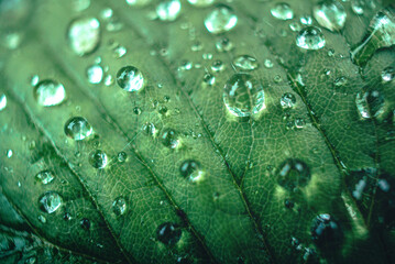 Morning nature in sunlight and dew