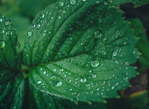Morning nature in sunlight and dew