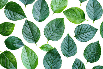 Fototapeta premium An organic arrangement of green leaves showcasing diverse shapes and textures on a dark background, perfect for nature-themed projects.