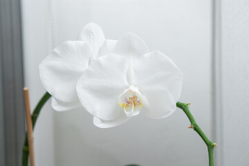 Close up of blooming white phalaenopsis orchid flower