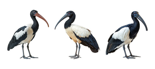 Obraz premium ibis birds standing in profile