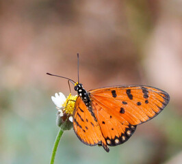 Butterfly on a flower