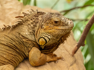 Fototapeta premium Iguane ( IA Réduire le bruit, Avec accentuation, netteté )