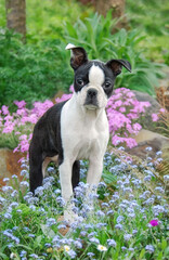 Young dog Boston Terrier puppy, 15 weeks old female, standing in a flowerbed in a garden with colorful flowers
