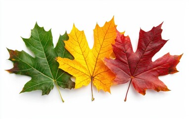 Obraz premium A collection of colorful autumn leaves arranged against a clean white background.
