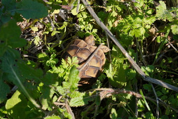 baby tortoise in the wild 