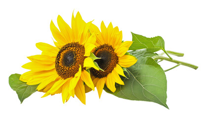 Obraz premium PNG Vibrant yellow sunflowers in bloom