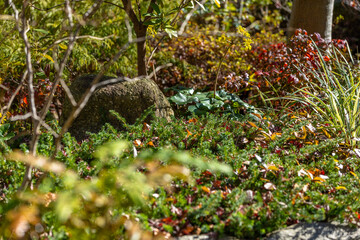 木漏れ日が差し込む緑豊かな庭。深緑の葉の中に、苔むした岩と緑の葉のコントラストが美しい