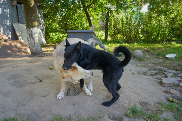 two dogs fighting,dog's teeth grip on the neck of a dog, two dogs are playing