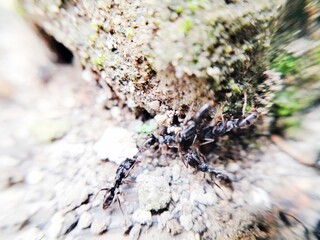 colony pachycondyla out of the nest