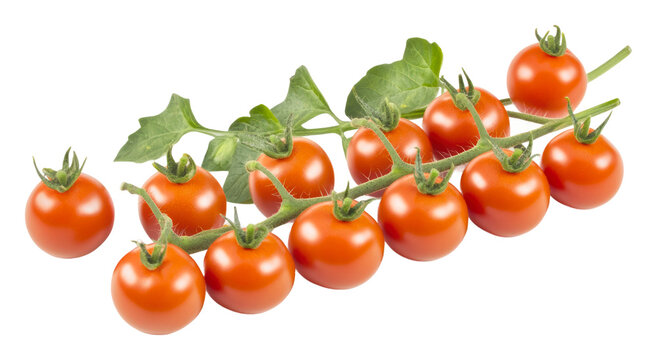 PNG Fresh cherry tomatoes on a vine ready for harvest