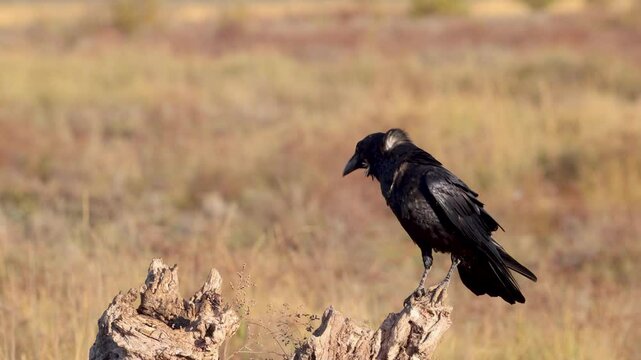 Common Raven perched on branch, calling in the wind