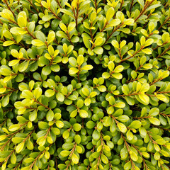 Obraz premium vibrant green and yellow foliage texture