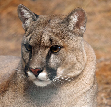 Close-up Portrait of a puma, Kruger National Park, Mopani, Limpopo, South Africa