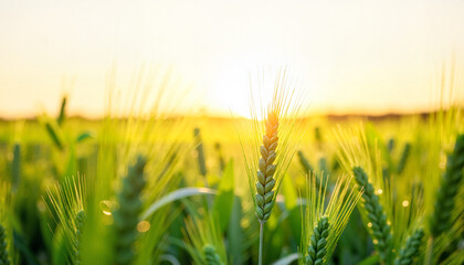 Obraz premium Green shoots. Fresh wheat shoots swaying in the wind at golden hour, vibrant nature