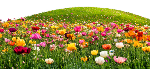 PNG Colorful tulip field on a sunny day in spring