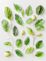 A collection of green cocoa leaves in different stages of ripeness arranged on a white surface, botany, leaf anatomy