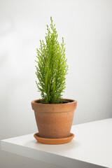 Cupressus macrocarpa 'Goldcrest', Monterey Cypress