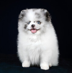 Obraz premium Cute fluffy pomeranian puppy on blue background